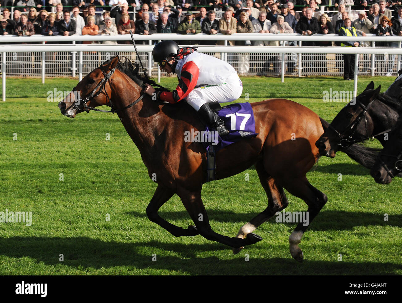 York Races October Horse racing october finale stakes day york racecourse hi-res stock ...