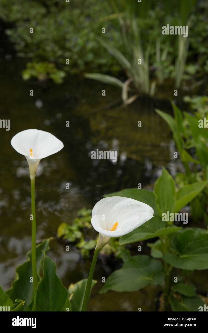 Arum lily growing as a marginal water plant in a garden pond. Stock Photo