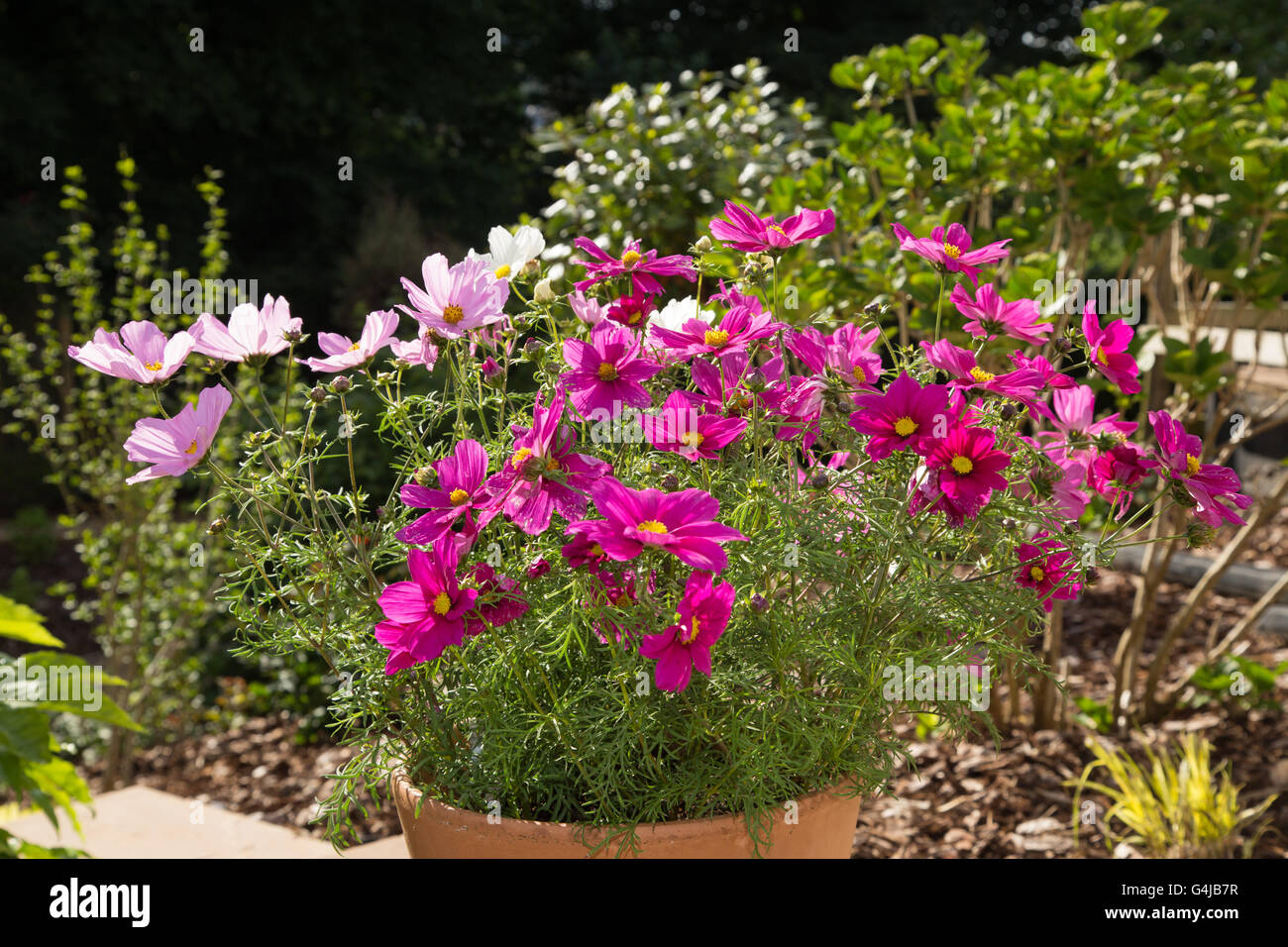 Cosmos flowers growing in a garden pot Stock Photo - Alamy