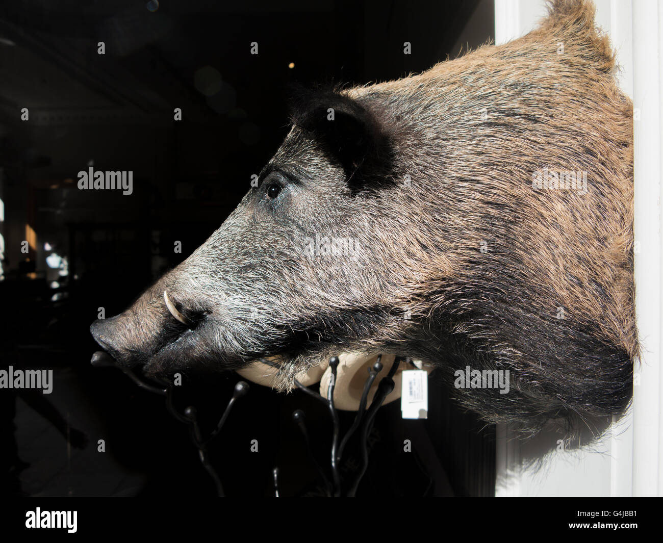 A mounted boar’s head Stock Photo - Alamy