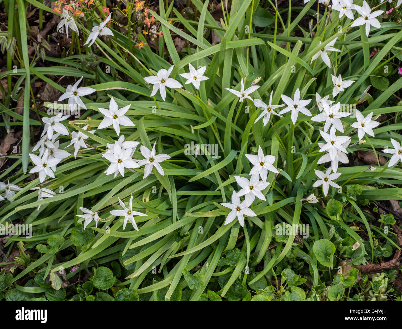 Ipheion uniflorum 'Alberto Castillo', flowers Stock Photo