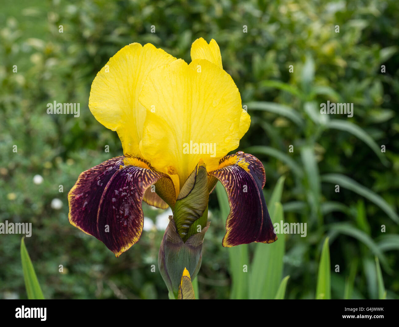 Yellow brown iris hires stock photography and images Alamy