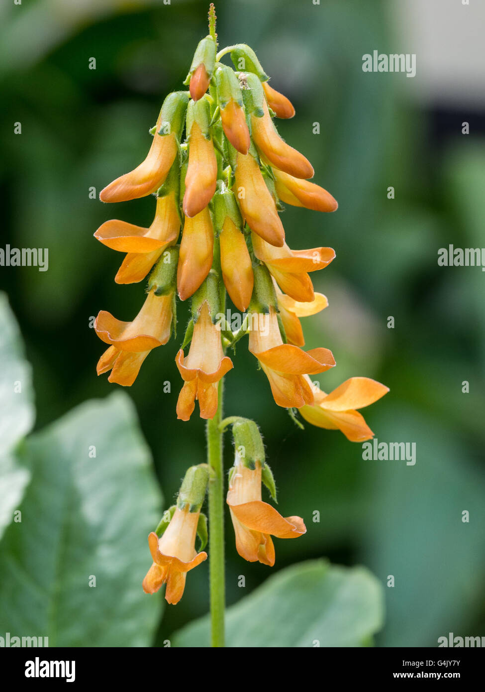 Lathyrus transsylvanicus orange flower spike hires stock photography