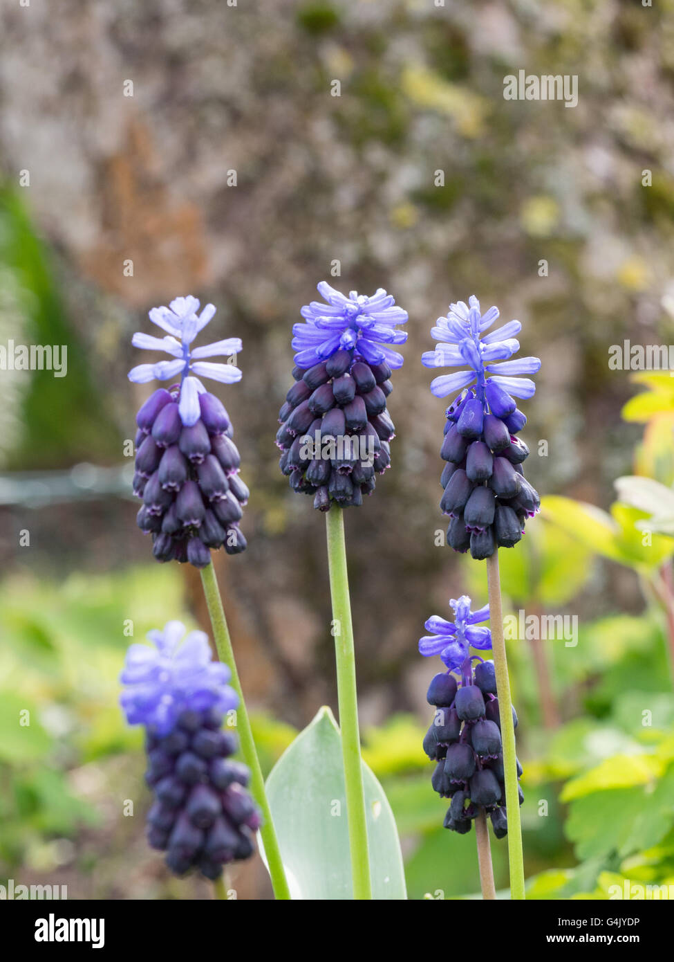 Muscari latifolium flowers Stock Photo
