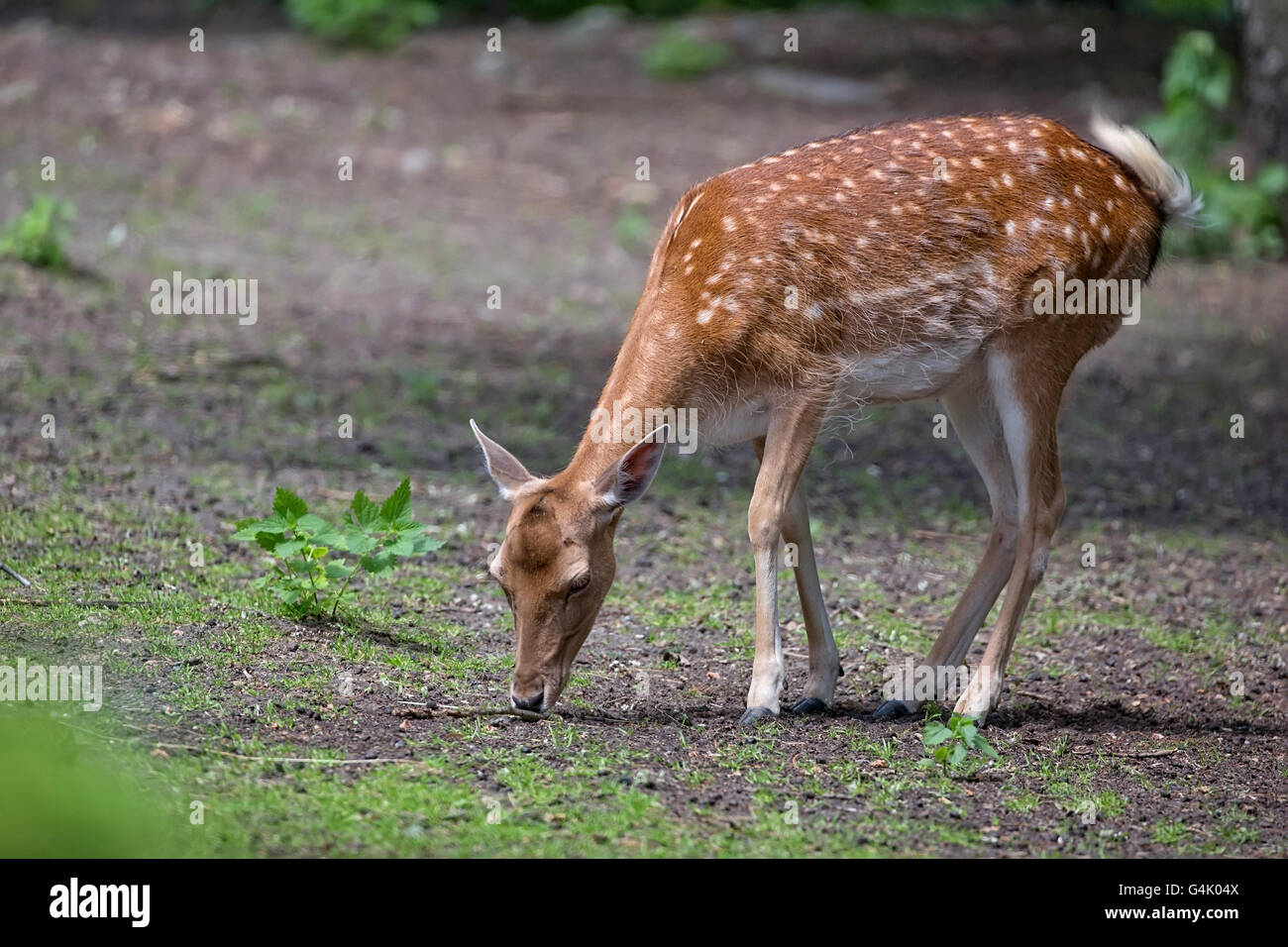 Fallow deer in the forest Stock Photo