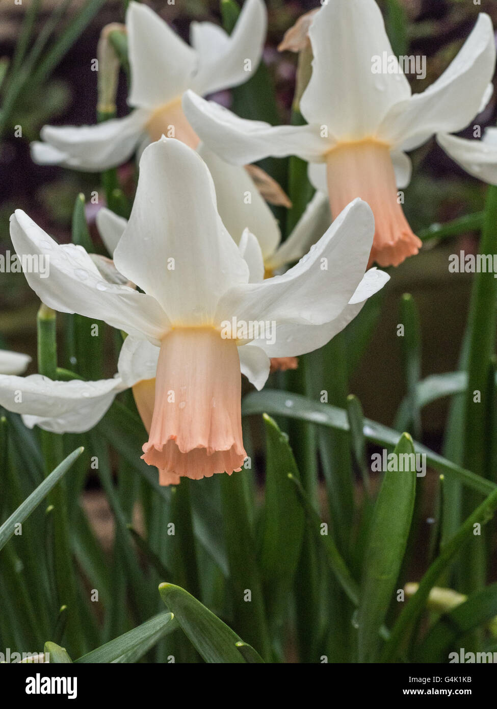 Narcissus cyclamineus 'Cotinga' flowers Stock Photo