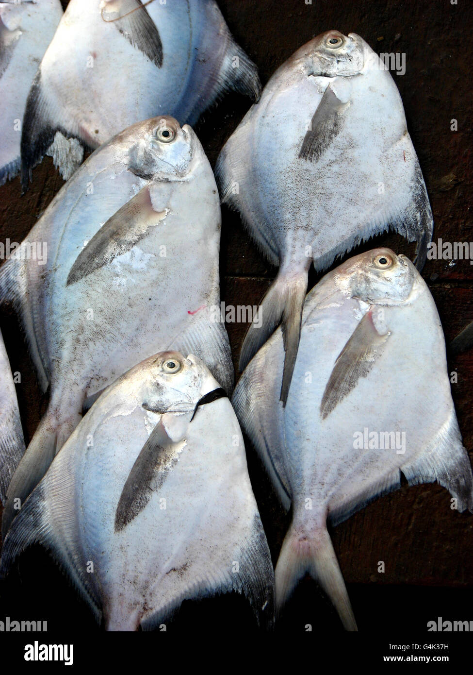 Fresh catch of fish in a market Stock Photo - Alamy