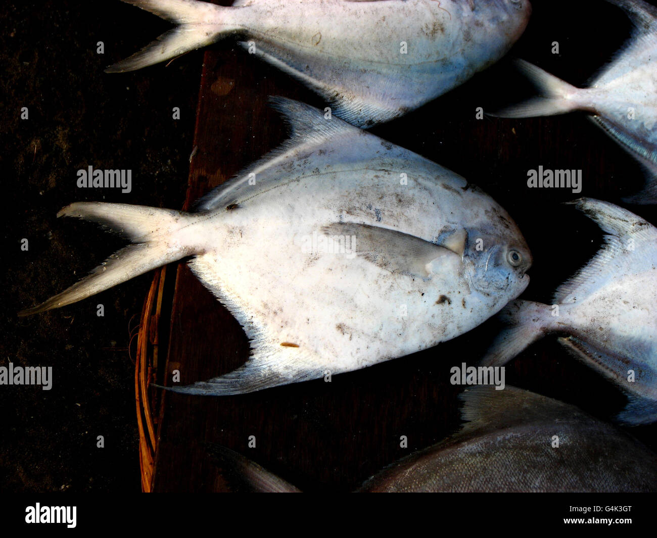 Fresh catch of fish in a market Stock Photo - Alamy