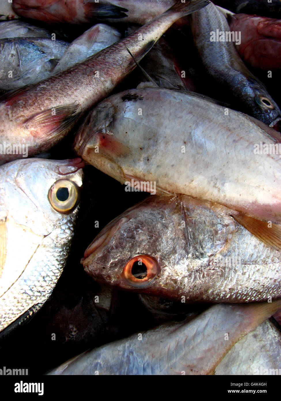 Fresh catch of fish in a market Stock Photo - Alamy