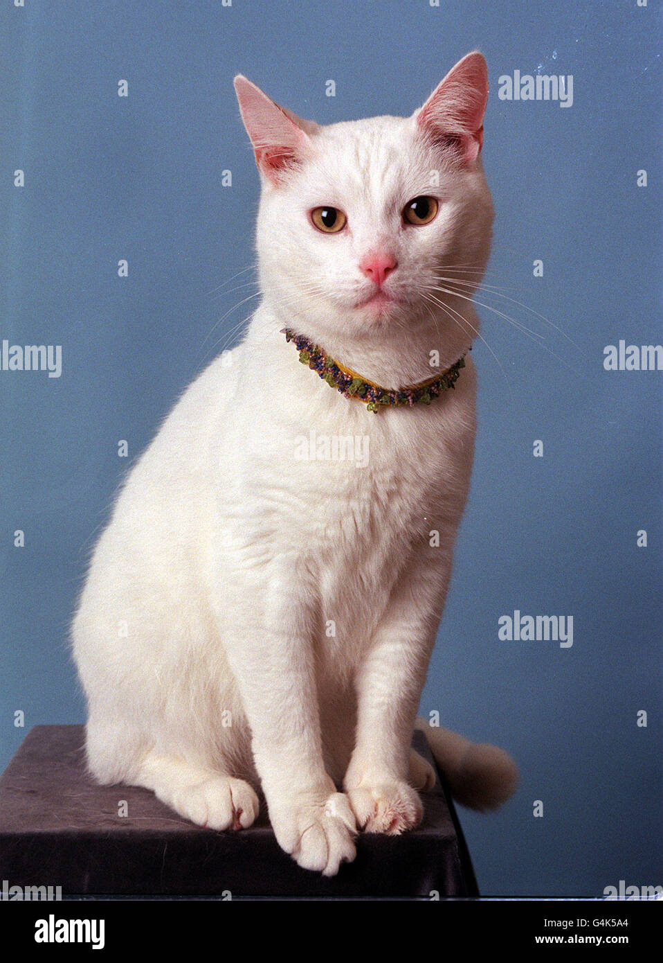 Arthur the Cat/Farhi collar Stock Photo - Alamy