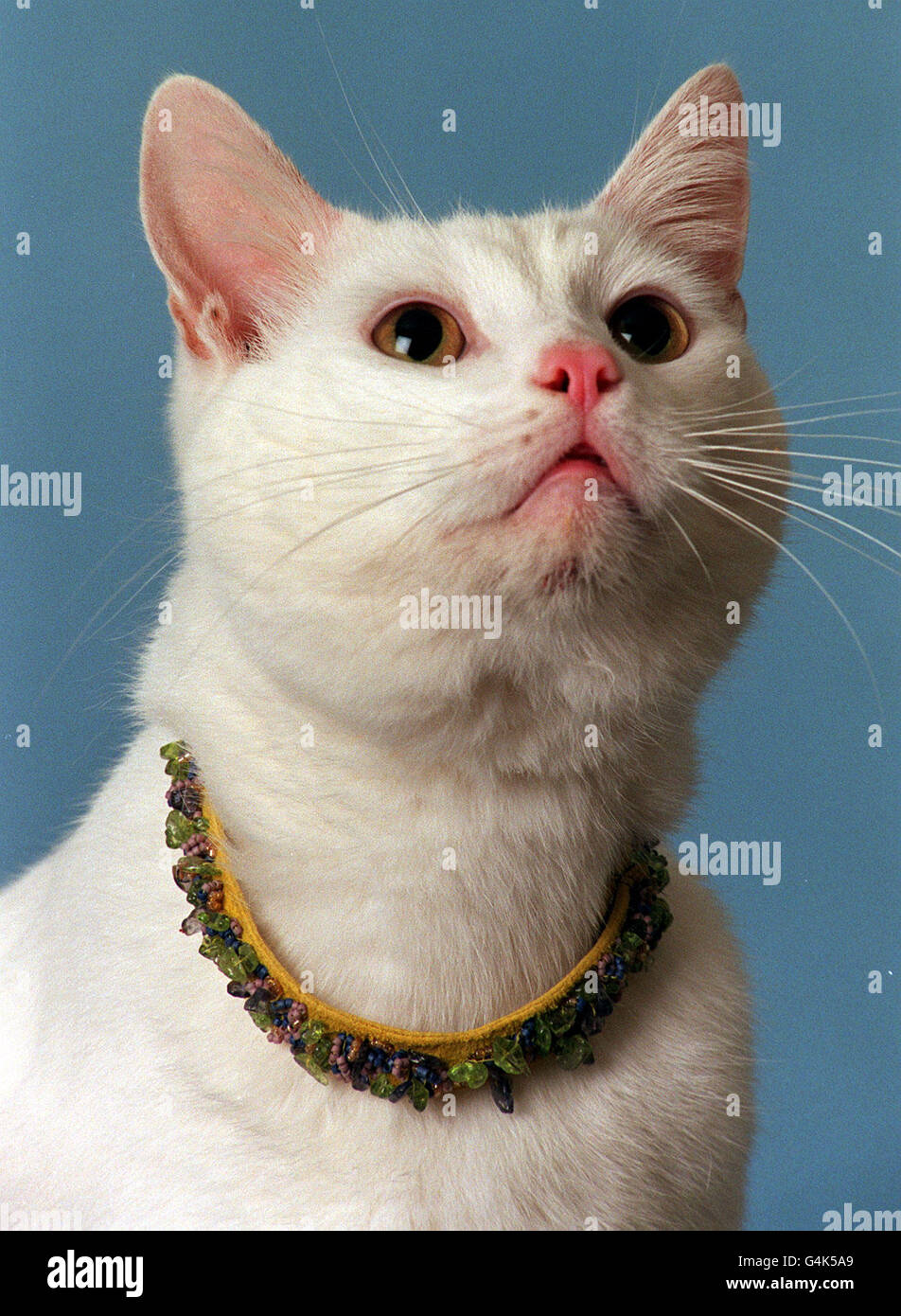 Arthur the Cat/Farhi collar Stock Photo - Alamy
