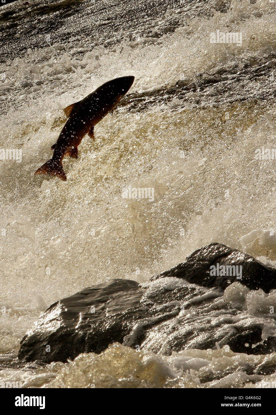Salmon leap as they overcome obstacles to return upstream to spawn in the Ettrich Water, near Selkirk in the Scottish Borders. Stock Photo