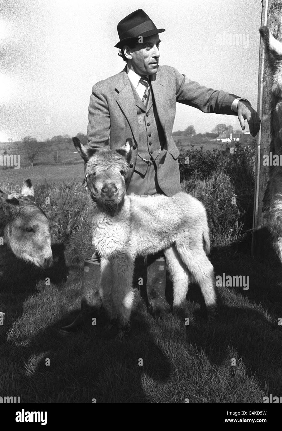 Donkey during Black and White Stock Photos & Images - Alamy