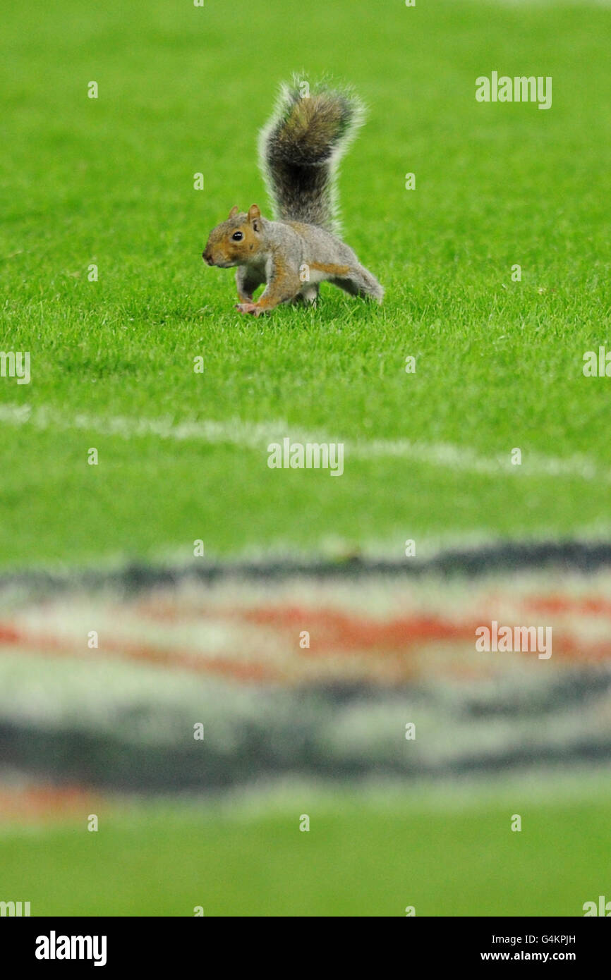 American Football - NFL - Tampa Bay Buccaneers v Chicago Bears - Wembley Stadium. A Grey Squirrel runs on to the pitch Stock Photo