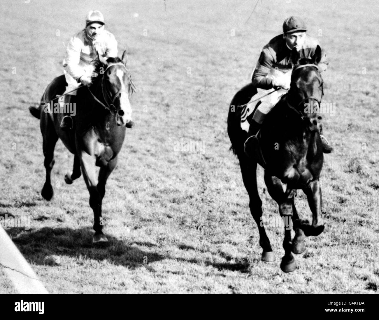 Became joint favourite with the queens entry aureole hires stock