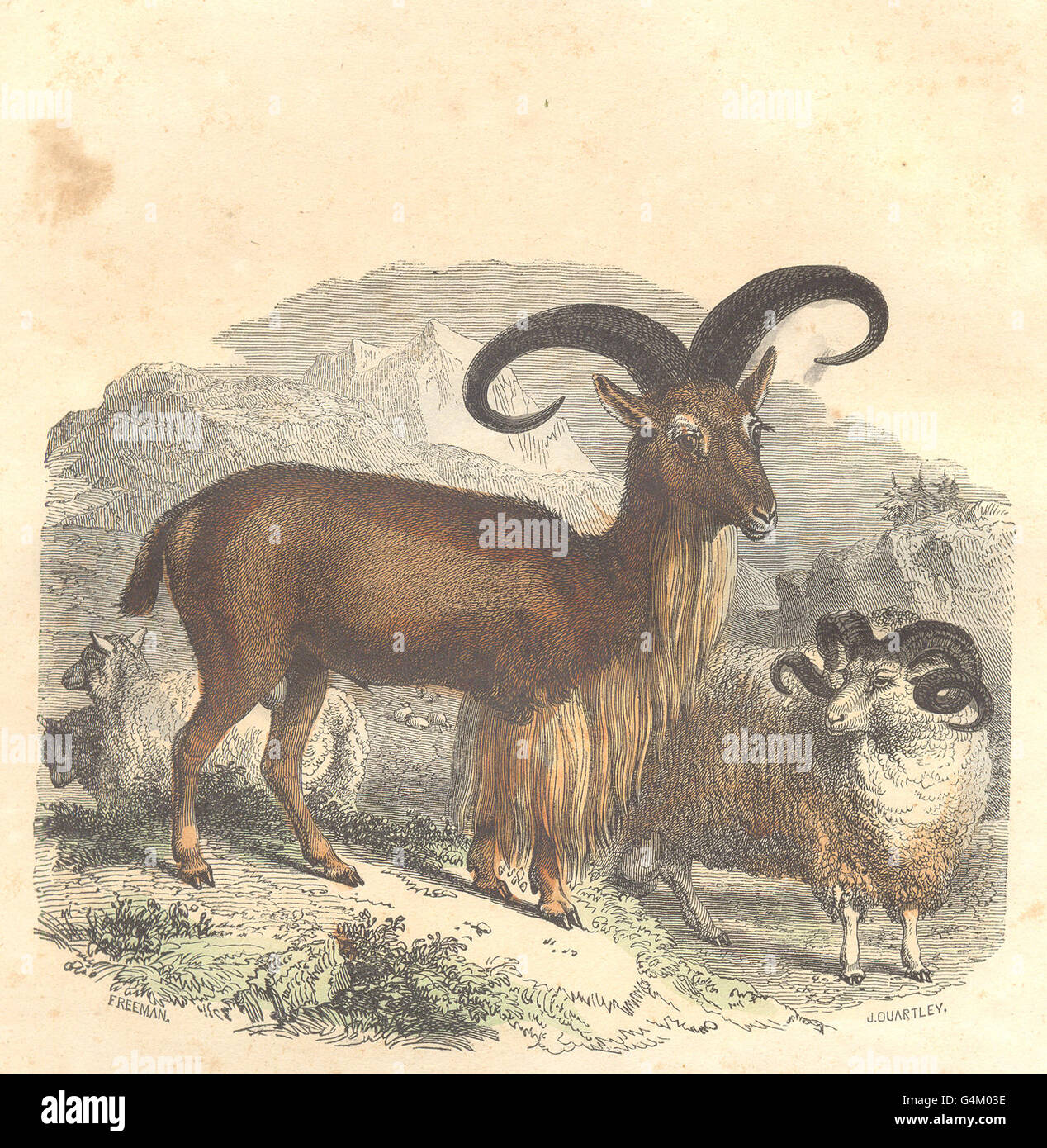 SHEEP: Sheep ordinary Mouflon cuffs; Aries Merino, antique print 1873 ...