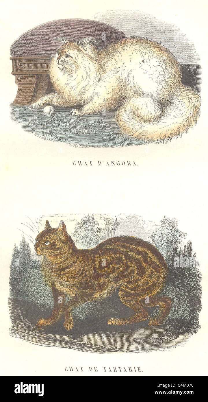CATS: Angora, Cat Tartary, antique print 1873 Stock Photo