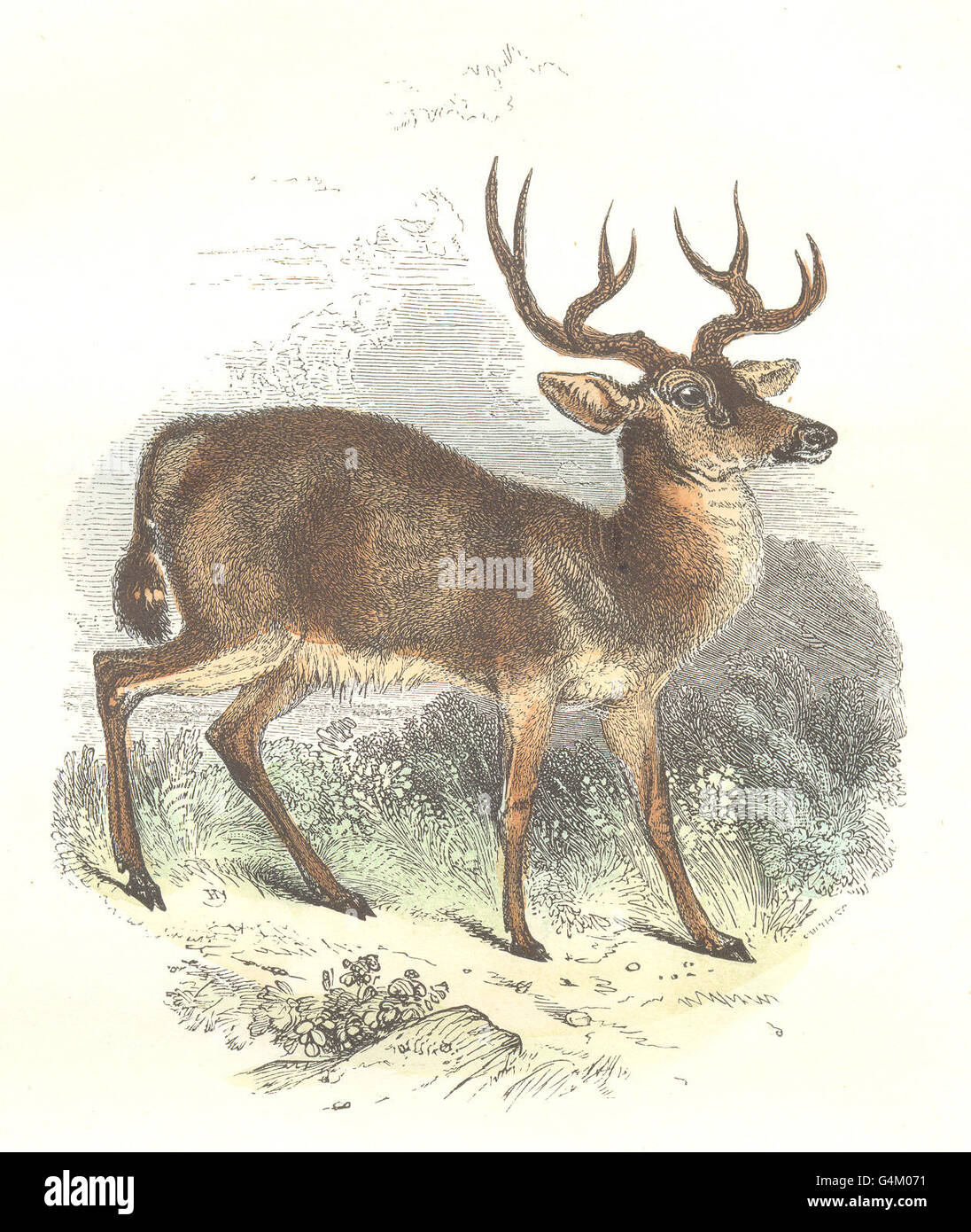 NORTH AMERICA: The Wild Life: Great Cerf Queue;, antique print 1873 Stock Photo