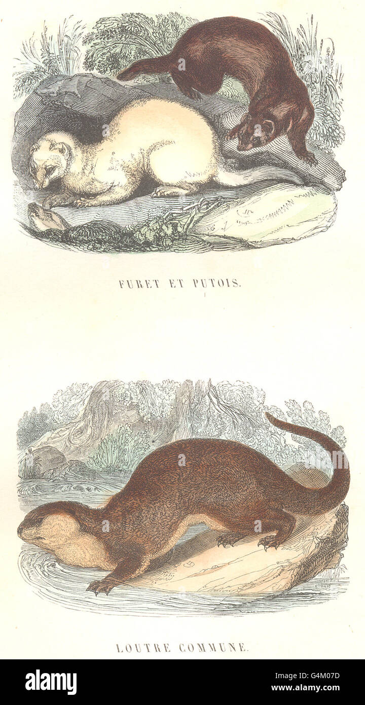 MAMMALS Wild Animals Predators Ferret Polecat, Otter Common, old