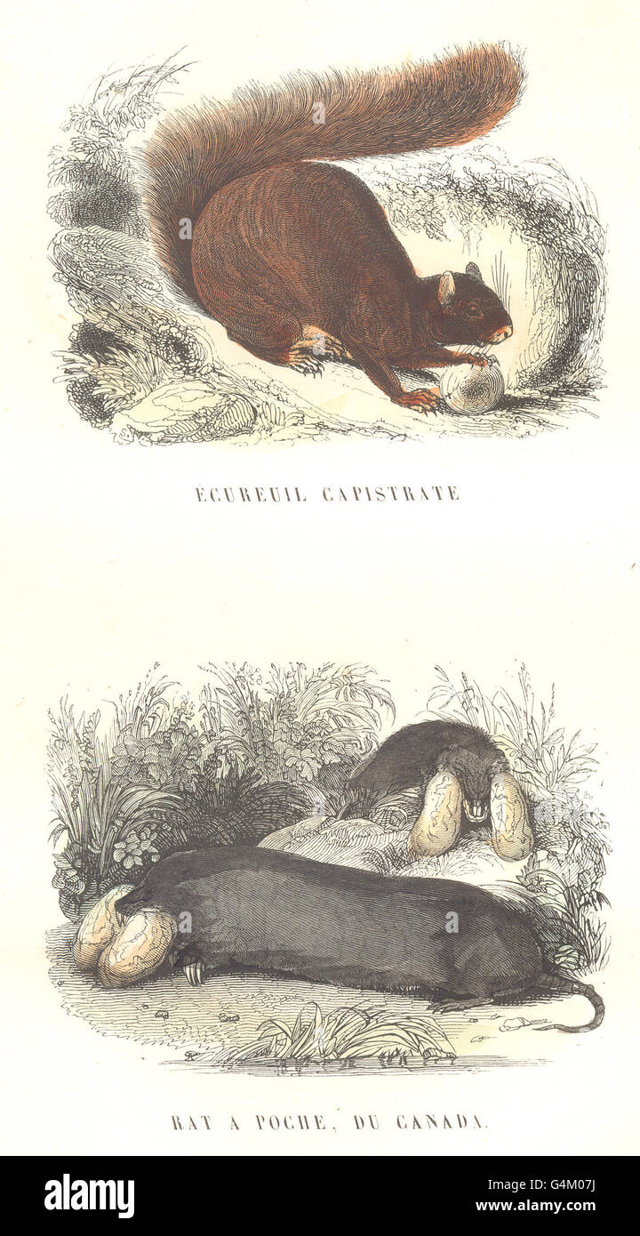 4 images 1 mot 8 lettres ecureuil souris+ rat