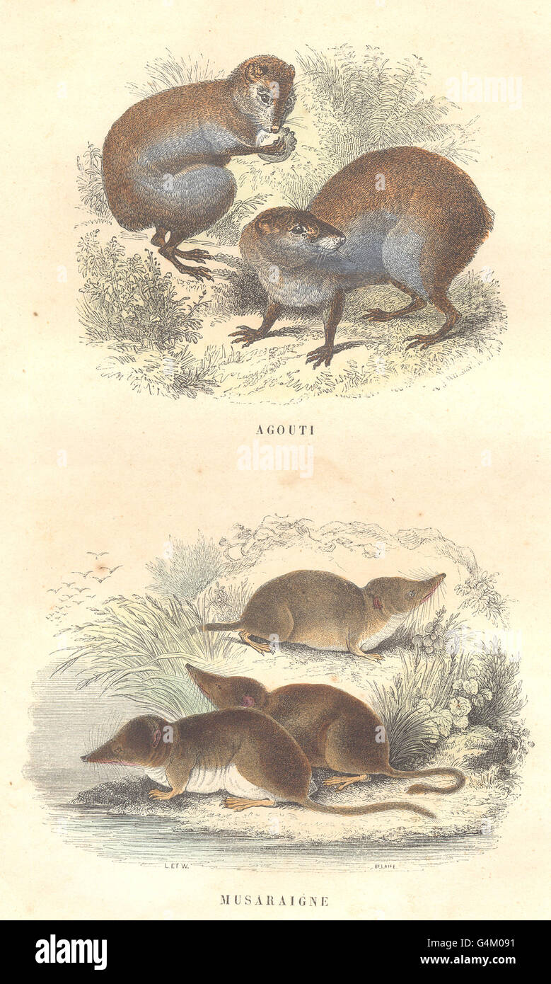 SHREWS: Wild Animals and Predators: Agouti; Shrew, antique print 1873 Stock Photo
