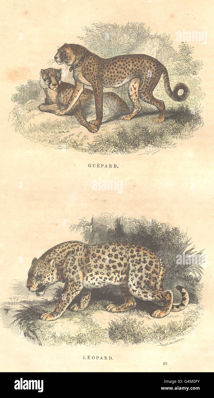 Vintage leopard print, Antique animal art