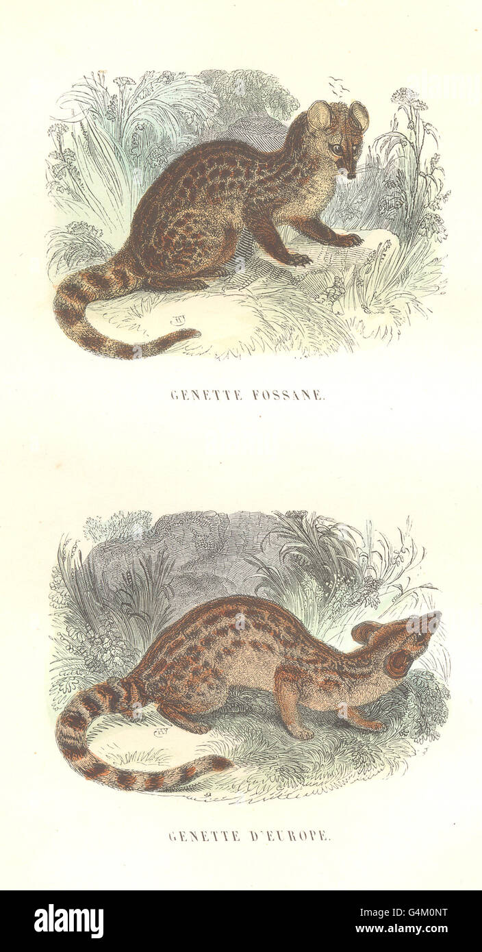 MAMMALS: Civet and Zibeth: Genette Fossane; European Genette, old print 1873 Stock Photo