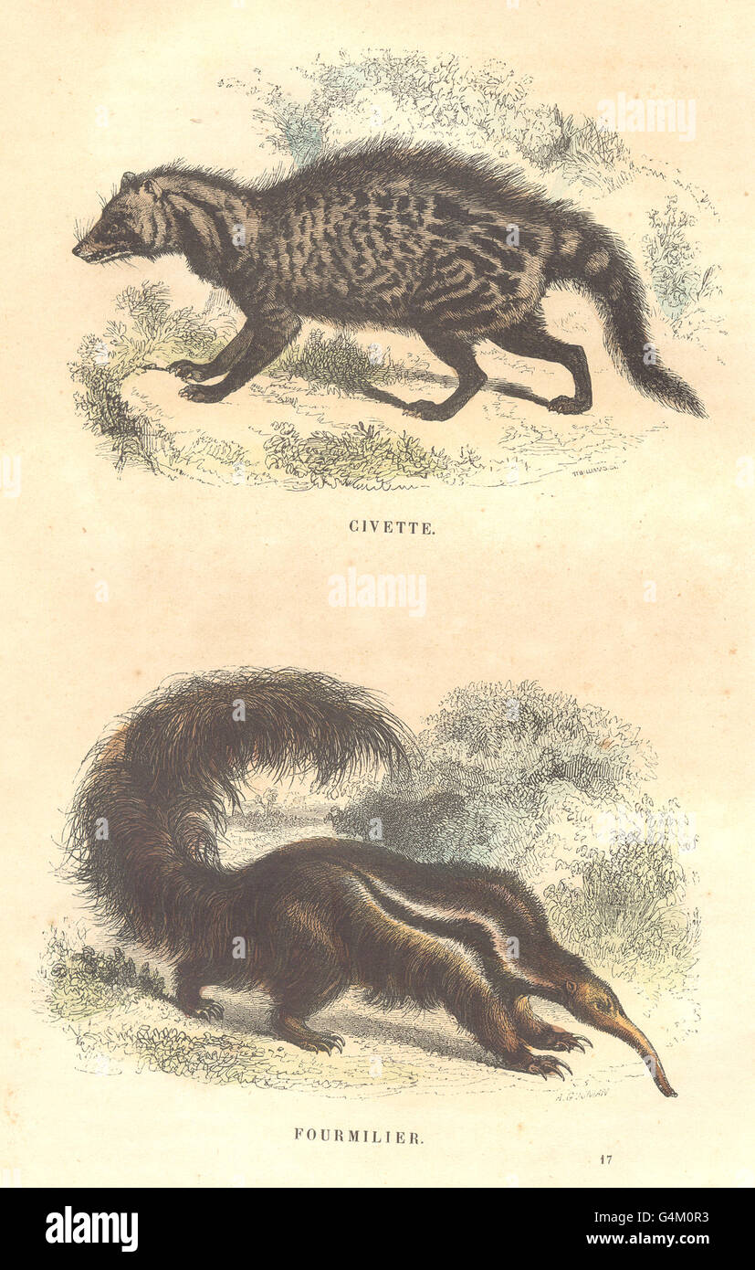 MAMMALS: Civet; Anteater, antique print 1873 Stock Photo