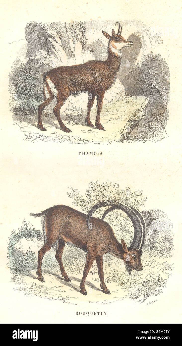 GOATS: Chamois, Ibex, antique print 1873 Stock Photo