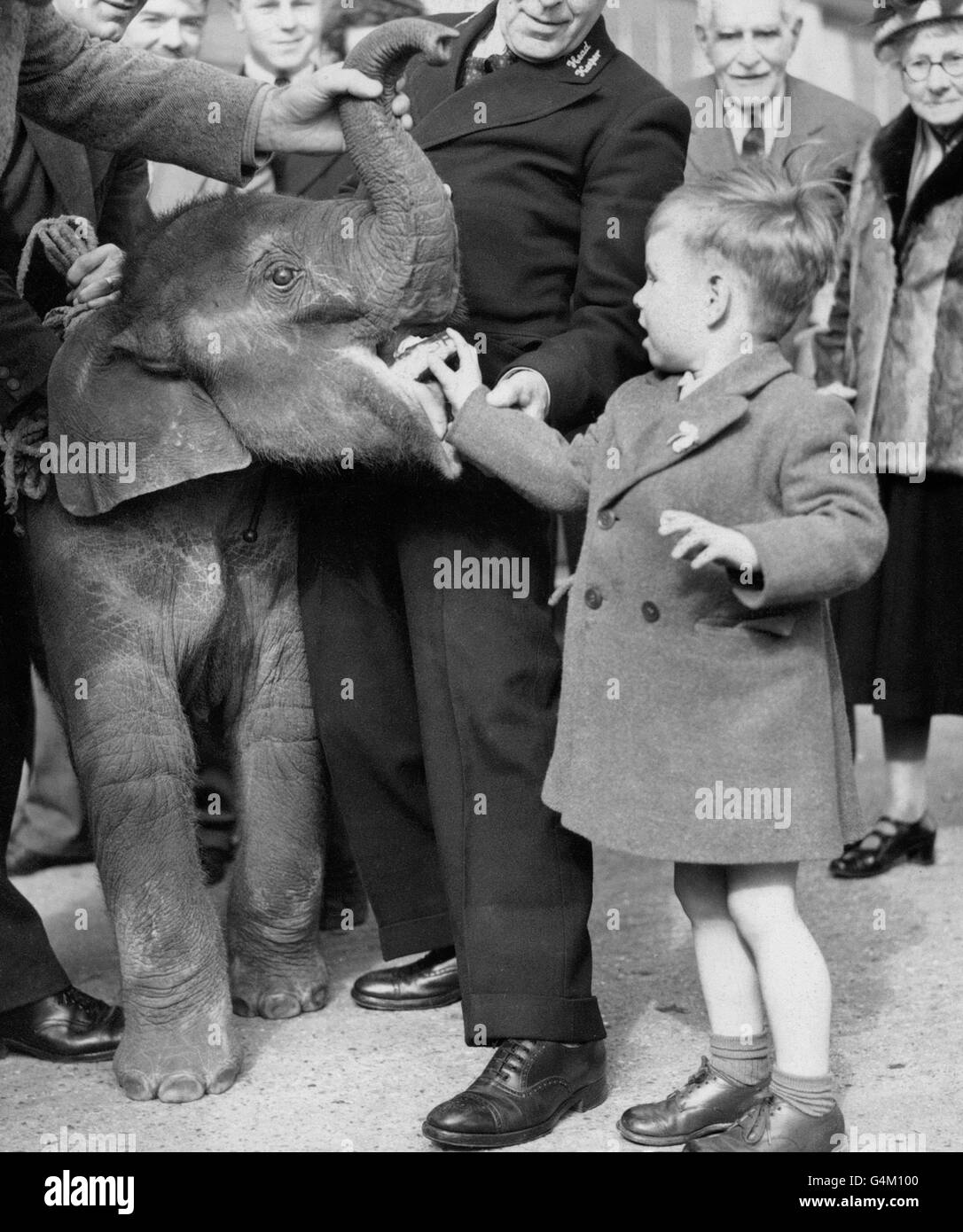 Four year old David Cansdale feeds the latest arrival to London Zoo, four month old elephant 'Dumbo'. The elephant, seen here on it's arrival at London Airport, has been flown from Calcutta Stock Photo