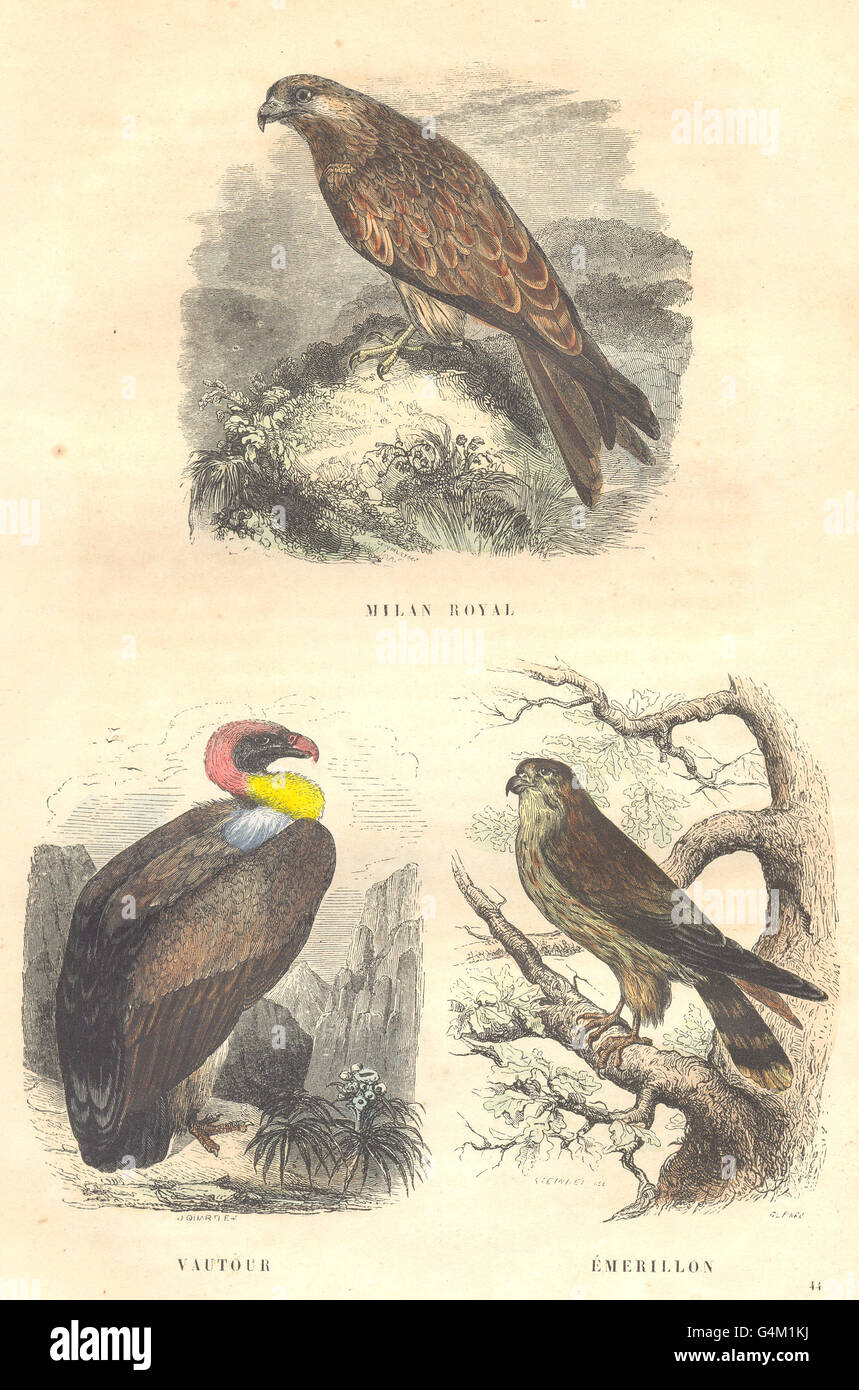 BIRDS: Kite, Vulture, Swivel, antique print 1873 Stock Photo