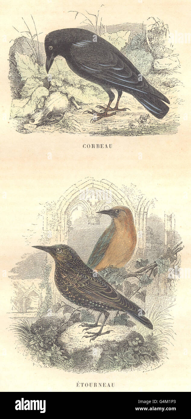 BIRDS: Order Passerines: Raven, Starling, antique print 1873 Stock Photo