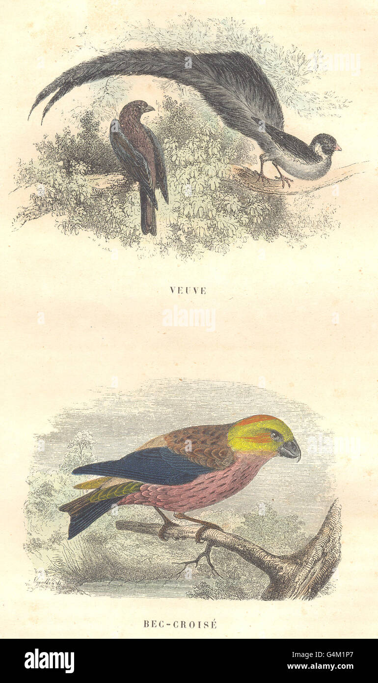 BIRDS: Order Passerines: Widow, Red-Cross, antique print 1873 Stock Photo