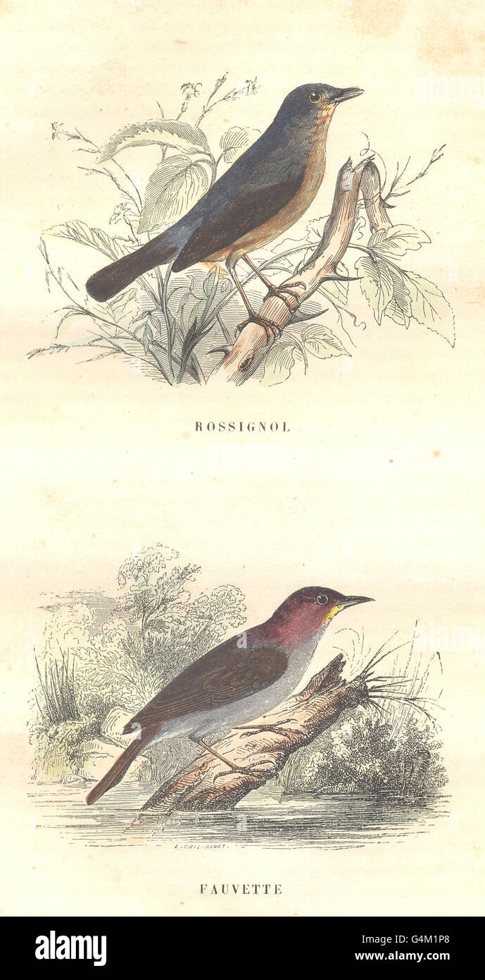 BIRDS: Order Passerines: Rossignol Warbler, antique print 1873 Stock Photo