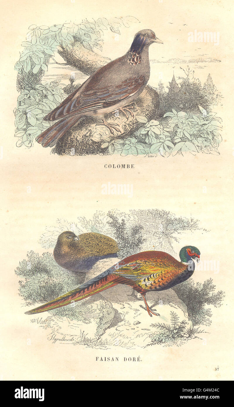 BIRDS: Fowl Order: Dove, Golden Pheasant, antique print 1873 Stock Photo