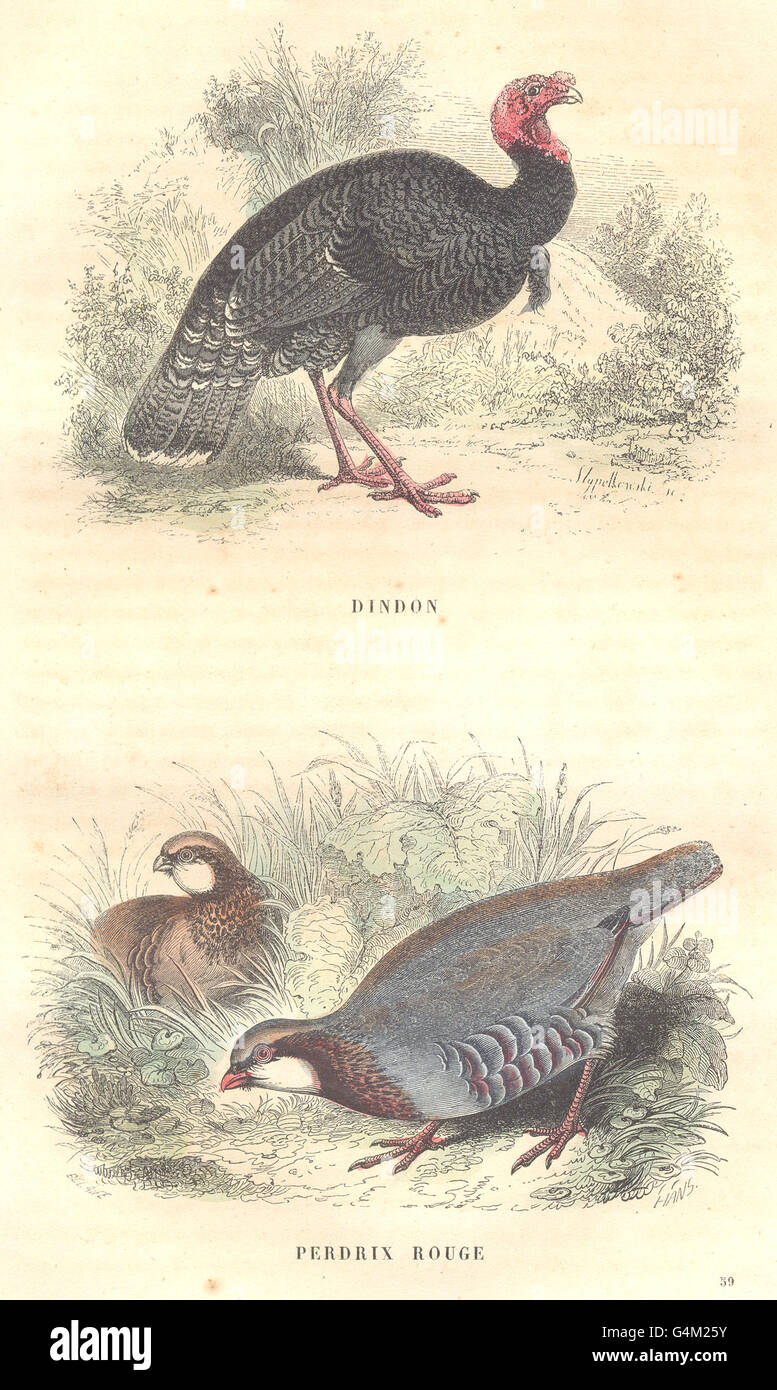 POULTRY: Order Fowl: Turkey; Perdrix Rouge, antique print 1873 Stock Photo