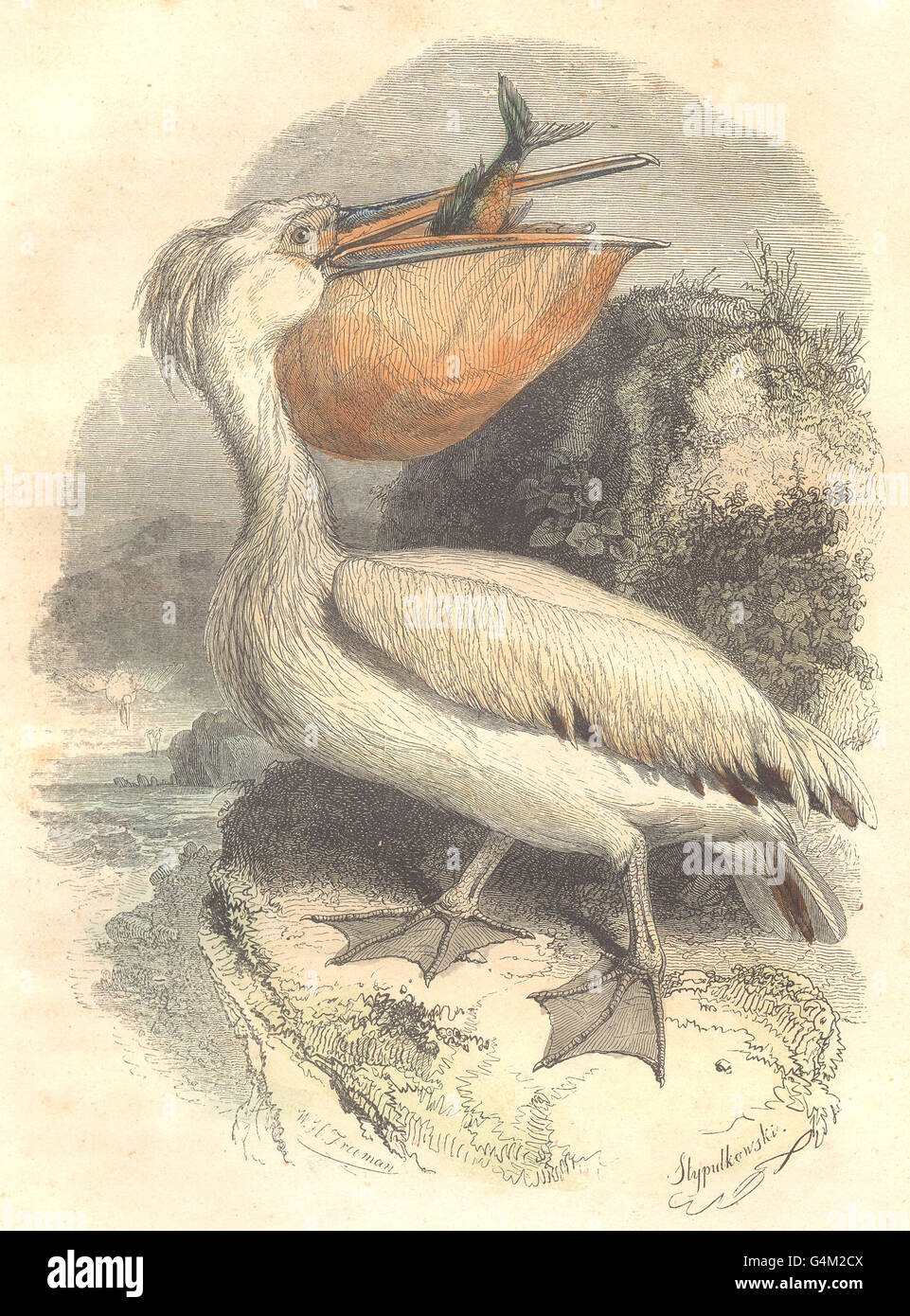 BIRDS: Order of Waterfowl: Pelican, antique print 1873 Stock Photo