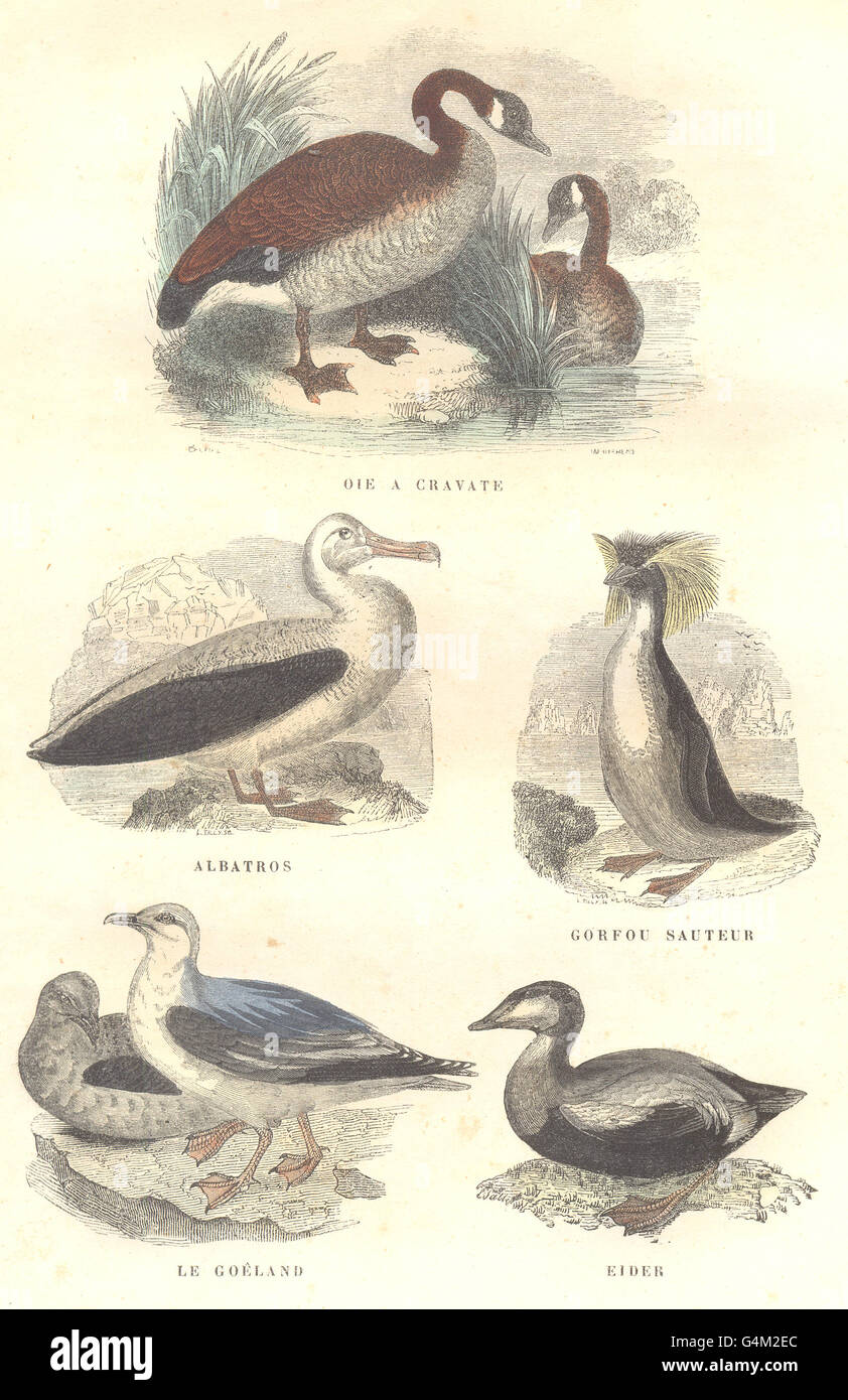 BIRDS: Order Waterfowl: Goose Neck, Albatross, penguin Jumper, Gull, Eider, 1873 Stock Photo