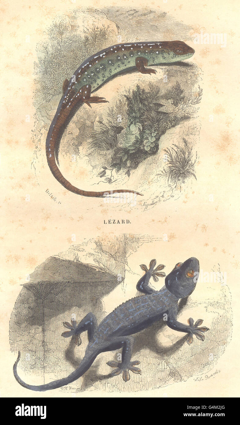 REPTILES: Reptiles: Lizard, Gecko, antique print 1873 Stock Photo