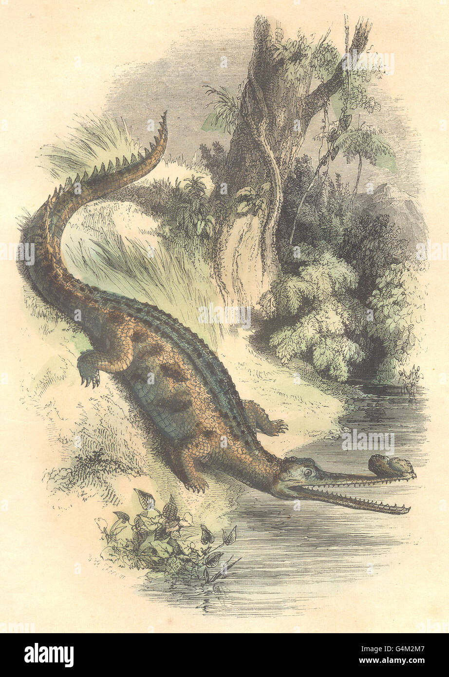 REPTILES: Reptiles: Gavial, antique print 1873 Stock Photo