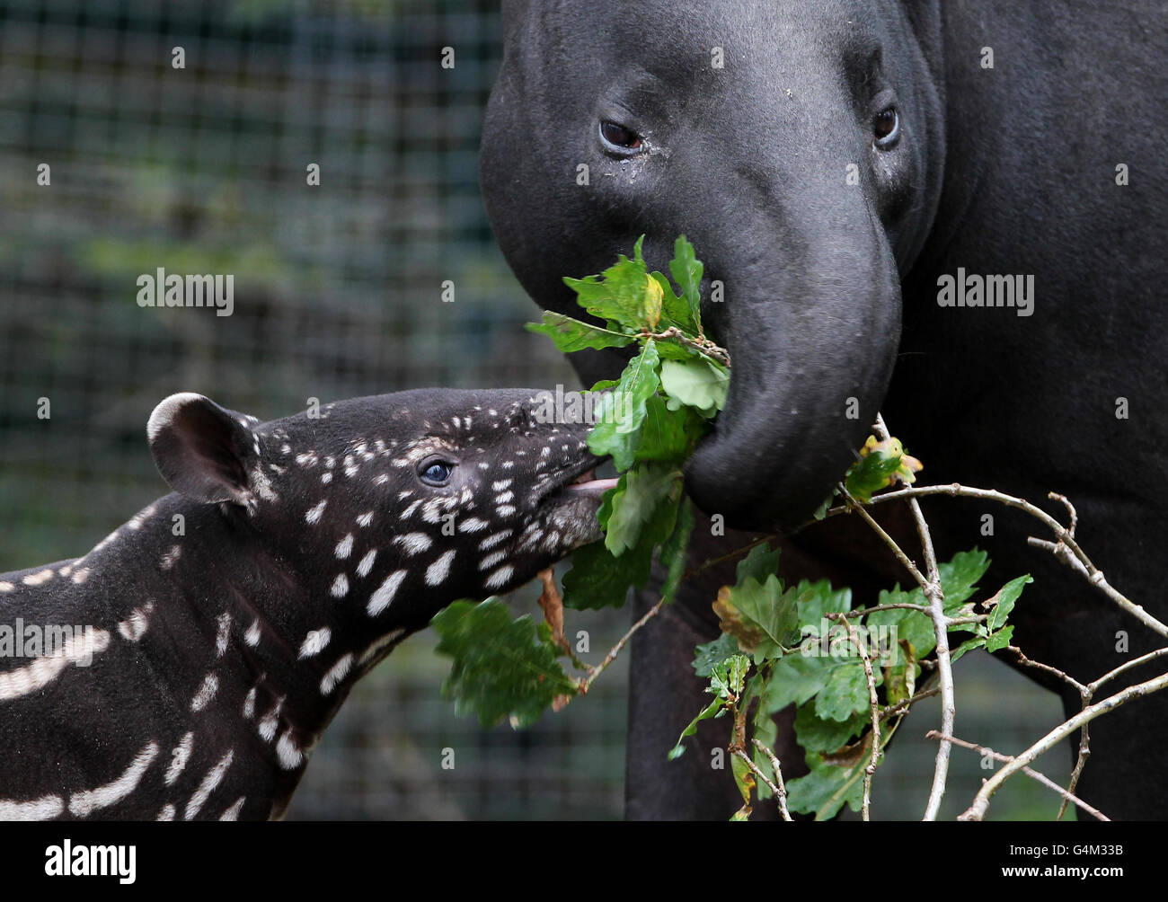 Центральноамериканский тапир. Непарнокопытные тапиры. Андский тапир. Непарнокопытные тапиры. Чепрачный тапир детеныш.