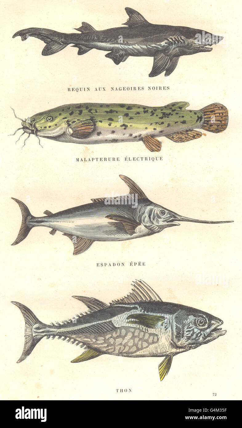 Swordfish fins hires stock photography and images Alamy