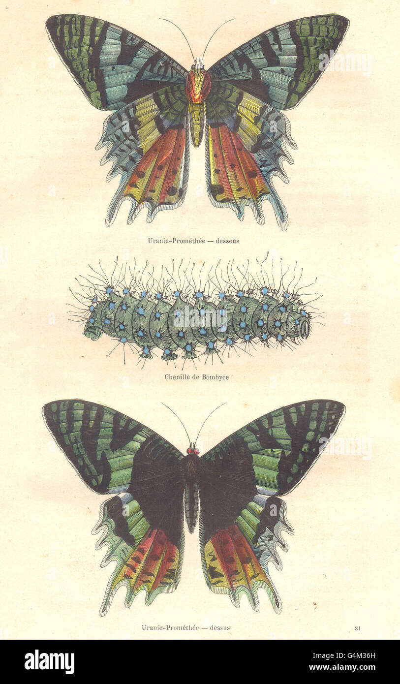 LEPIDOPTERA: Urania-Prometheus caterpillar Bombyce; Urania-Prometheus, 1873 Stock Photo