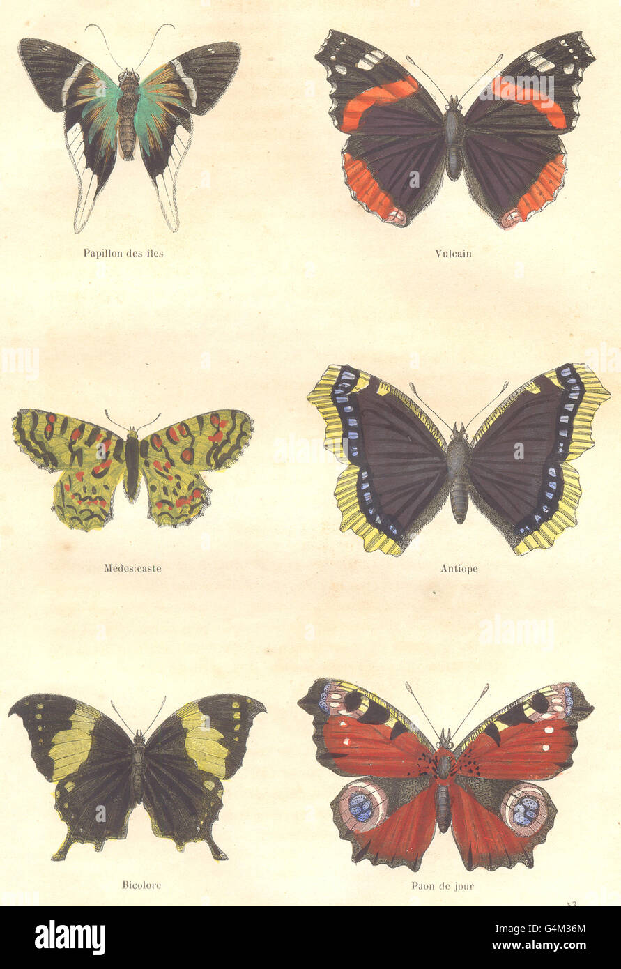 BUTTERFLIES: Butterfly; Vulcan Médesicaste; Antiope; Bicolour; Peacock, 1873 Stock Photo