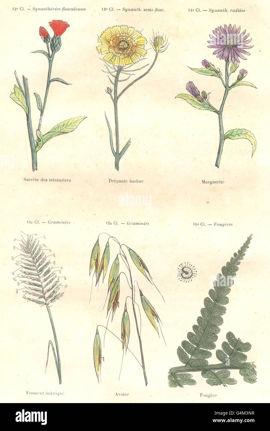 PLANTS: Synanthérées flosculeuses delisted; Marguerite Grasses, Ferns, 1873 Stock Photo