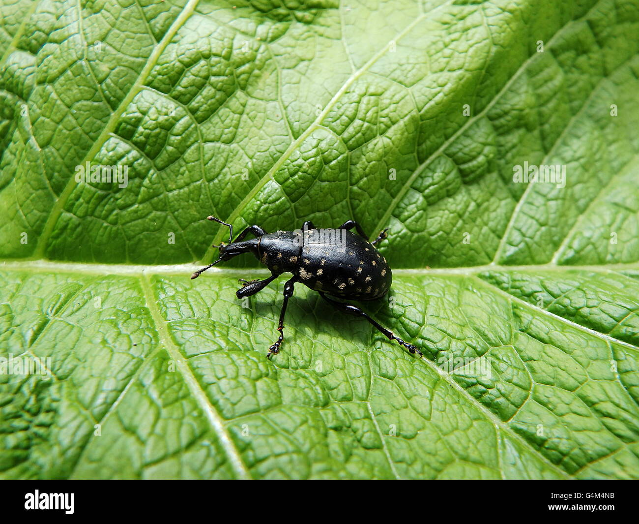 black beetle on a green background ,(Liparus glabrirostris) Stock Photo