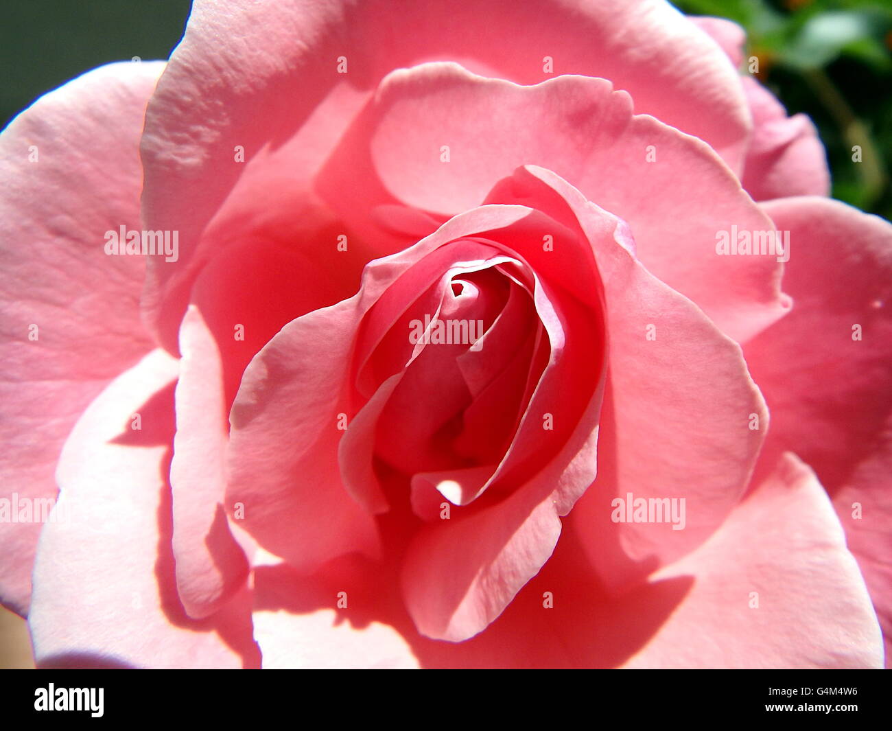 rose flower ,rose, eglantine, dog-rose, pink rose flower Stock Photo ...