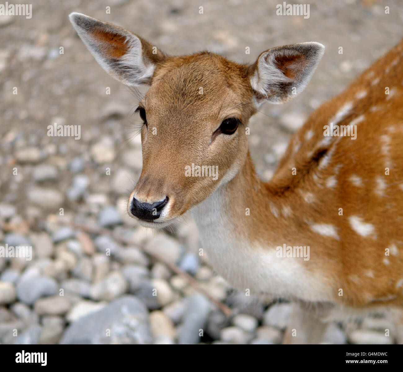 Portrait of a young Doe Fallow Deer. Stock Photo