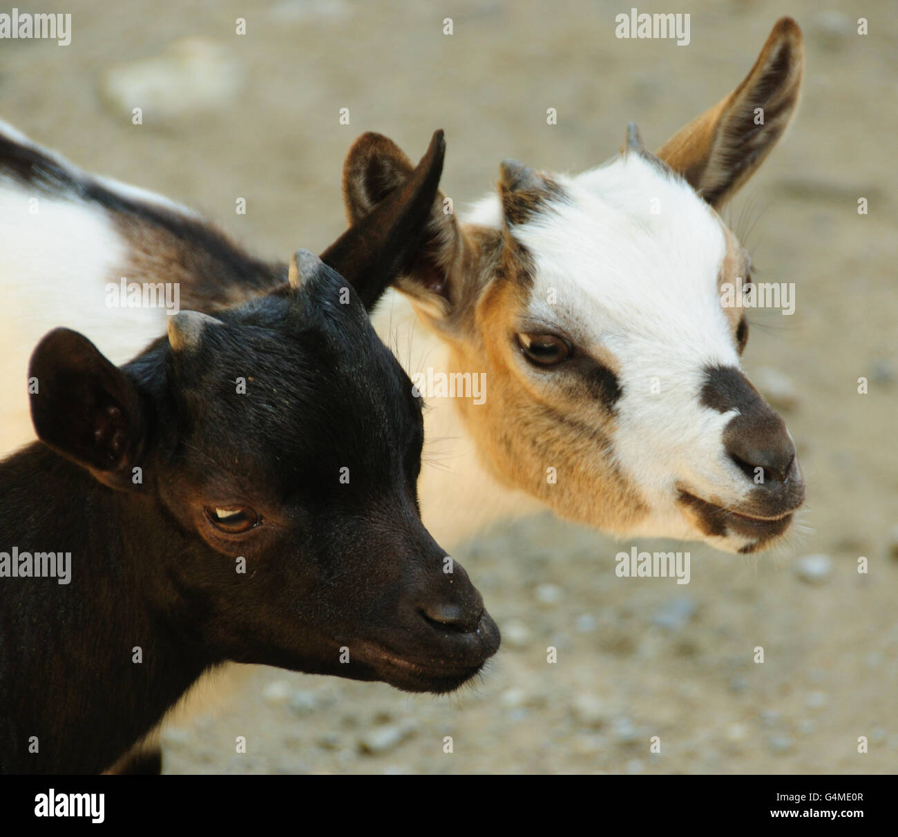 Two young goats just beginning to grow horns. Stock Photo