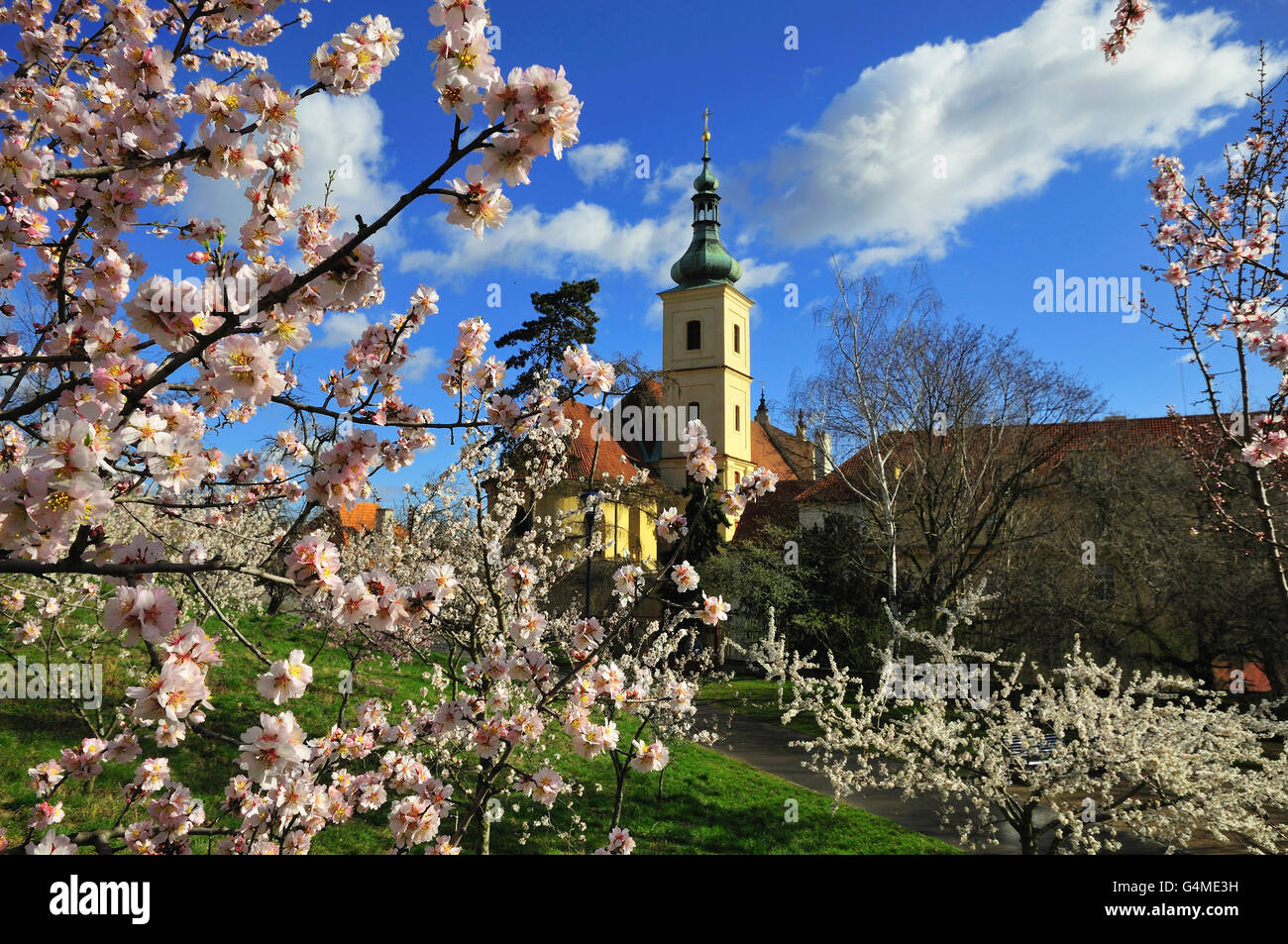 Church of Our Lady Victorious in Prague, Czech Republic with springtime cherry blossoms and a blue sky. Stock Photo